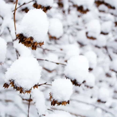 ninebarks-in-the-winter-snow-native-bush