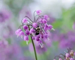 nodding-onion-native-flower-in-bloom #image_title
