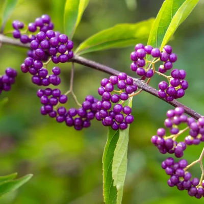 non-native-beautyberry-japanese-in-a-garden non-native-beautyberry-japanese-in-a-garden