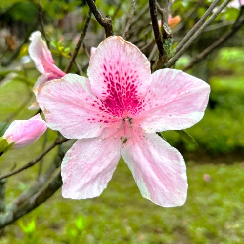 nonnative-asian-azalea-in-bloom