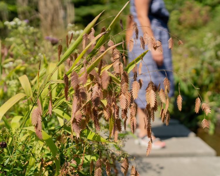 Northern sea oats is perfect for lining pathways