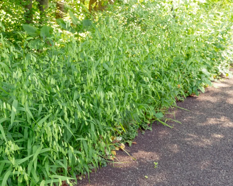 Because it spreads, it's great for large swaths of borders