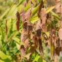 northern-sea-oats