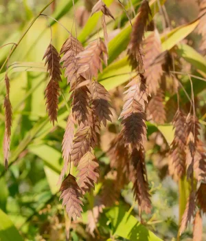 northern-sea-oats northern-sea-oats
