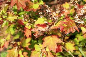 oakleaf-hydrangea-fall-color-foliage