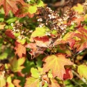 oakleaf-hydrangea-fall-color-foliage