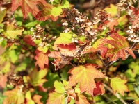 oakleaf-hydrangea-fall-color-foliage