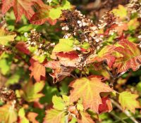 oakleaf-hydrangea-fall-color-foliage