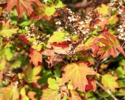 oakleaf-hydrangea-fall-color-foliage