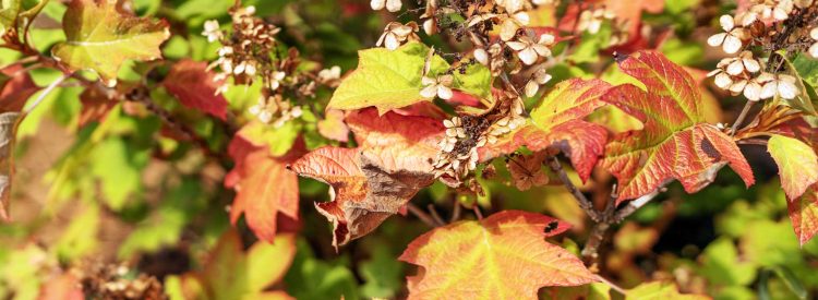 oakleaf-hydrangea-fall-color-foliage