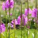 obedient-plant-in-bloom-native-flower