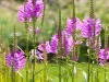 obedient-plant-in-bloom-native-flower
