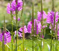 obedient-plant-in-bloom-native-flower