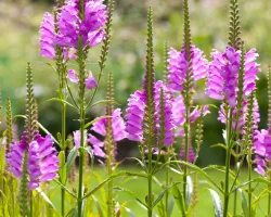 obedient-plant-in-bloom-native-flower