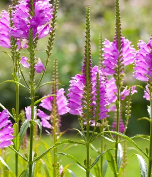 obedient-plant-in-bloom-native-flower