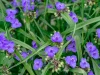 ohio-spiderwort-in-bloom-native-garden