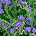 ohio-spiderwort-in-bloom-native-garden