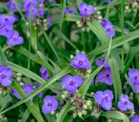 ohio-spiderwort-in-bloom-native-garden