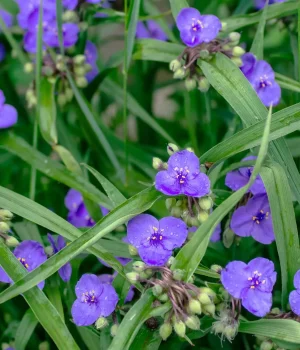 ohio-spiderwort-in-bloom-native-garden ohio-spiderwort-in-bloom-native-garden