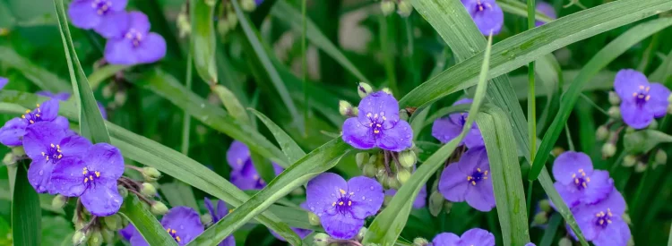 ohio-spiderwort-in-bloom-native-garden