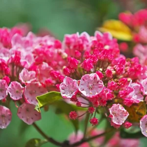 olympic-fire-mountain-laurel-cultivar-native-shrub