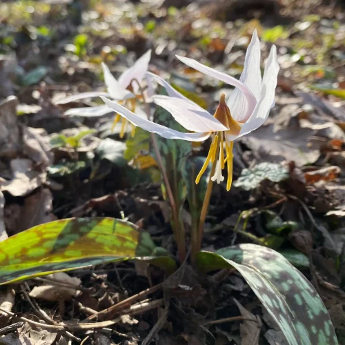 Close-up of a white, lily-like wildflower with yellow stamens among dry fallen leaves on the forest floor and green foliage nearby.