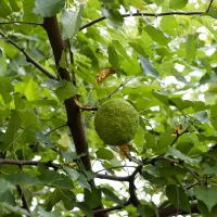osage-orange-in-native-tree