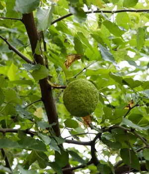 osage-orange-in-native-tree