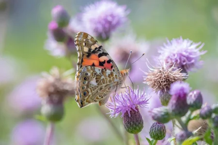Butterfly with orange, brown, and blue patterned wings perched on a purple thistle bloom in a sunny garden setting.