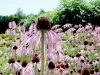 pale-purple-coneflower-blooming-in-a-native-garden