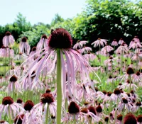 pale-purple-coneflower-blooming-in-a-native-garden