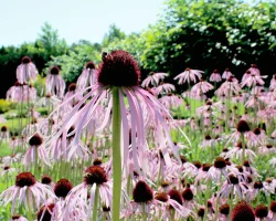 pale-purple-coneflower-blooming-in-a-native-garden