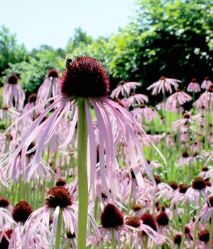 pale-purple-coneflower-blooming-in-a-native-garden