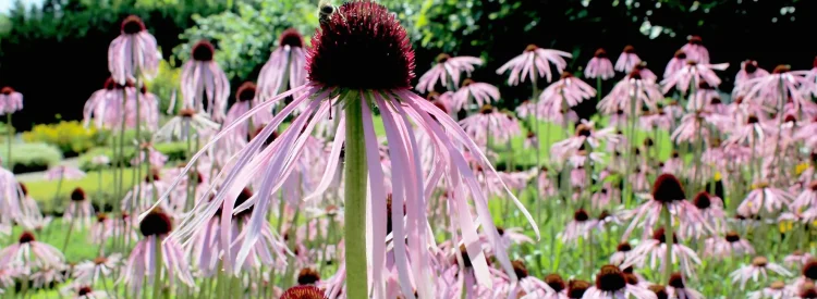 pale-purple-coneflower-blooming-in-a-native-garden