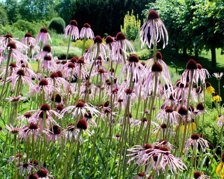 Pale purple coneflower is one-and-done sunny landscaping