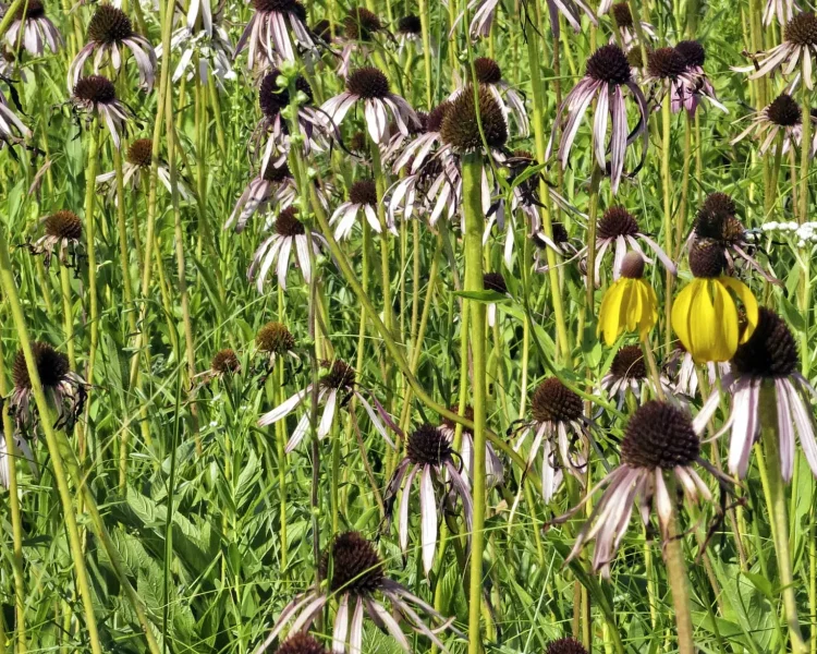 Pale purple coneflower + yellow coneflowers creates beautiful repetition