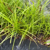 palm-sedge-native-plant-Carex-muskingumensis
