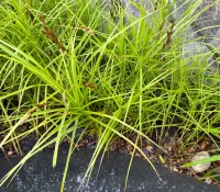 palm-sedge-native-plant-Carex-muskingumensis