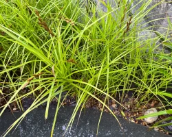 palm-sedge-native-plant-Carex-muskingumensis