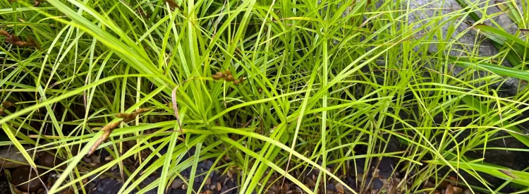 palm-sedge-native-plant-Carex-muskingumensis