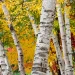 paper-birch-Betula-papyrifera