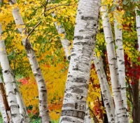 paper-birch-Betula-papyrifera
