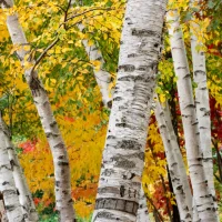 paper-birch-Betula-papyrifera
