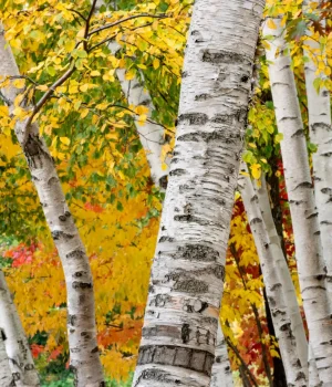 paper-birch-Betula-papyrifera paper-birch-Betula-papyrifera