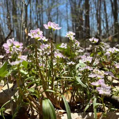 patch-of-spring-beauty-native-ephemeral