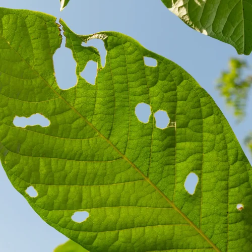 pawpaw-leaves-eaten-by-caterpillars