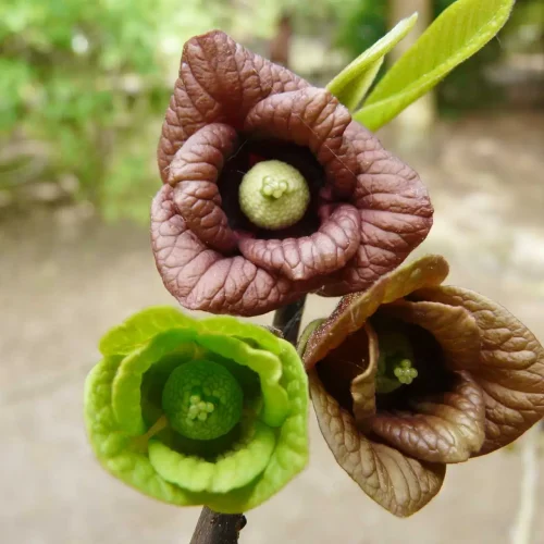 pawpaw-tree-flower-in-bloom-native-tree #image_title