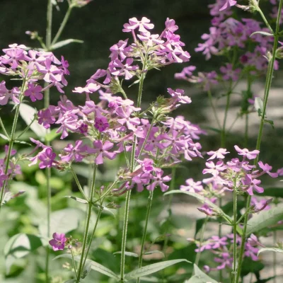 phlox-stolonifera-spring-native-flower phlox-stolonifera-spring-native-flower