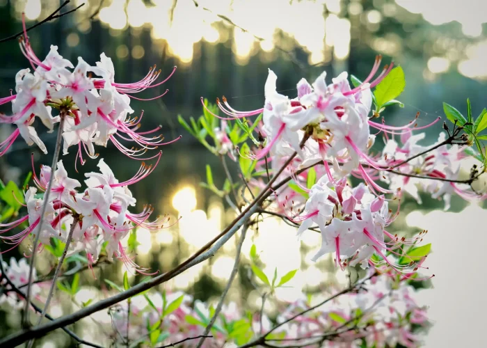 piedmont-azalea-native-plant-shrub-in-bloom