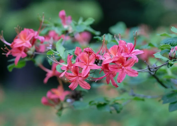 plumleaf-native-azalea-in-bloom-chanticleer